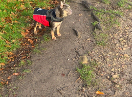 Reduced French bulldog female looking for new homes