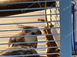 2 Cockatiels complete with cage