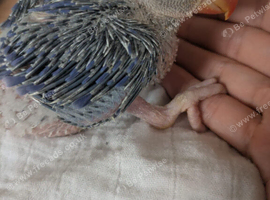 4 weeks-3 months old Baby ringneck (multiple colours)