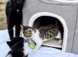 Beautiful Kittens