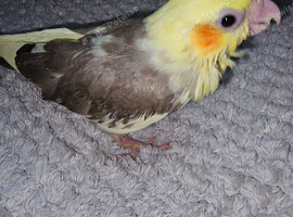 Handreared cockatiel babies