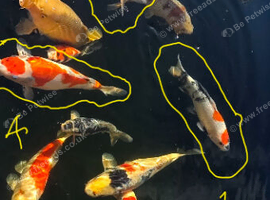 Koi for sale