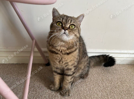 Beautiful british shorthair female