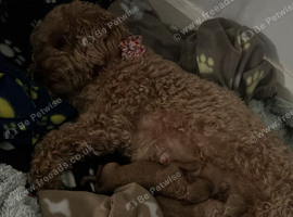 F1b toy cockapoos Puppies