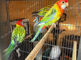 young rosellas