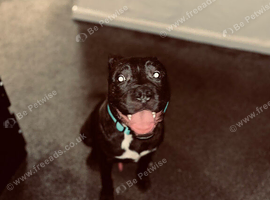 Cane Corso x Staffordshire Bull Terrier