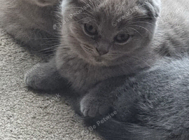 Last Beautiful Female kittens