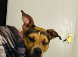 Staffordshire bull terrier mixed