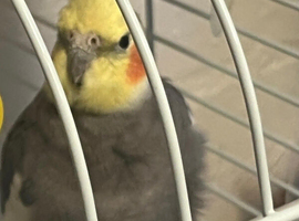 Cockatiel for sale