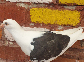 Saddle racing pigeons for sale