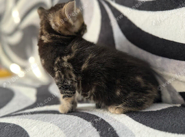 2 kittens