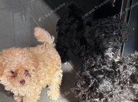 3 puppy toy poodles
