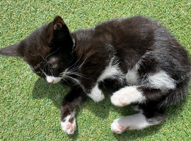 Stunning kittens