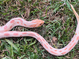 female red albino hog nose