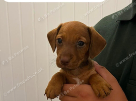 Cocker-spaniel mixed puppies