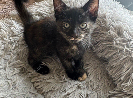 4 Kittens for sale ready to go!