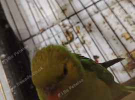 Lime green  lorikeet