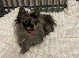 Beautiful Pomeranian Merle Female