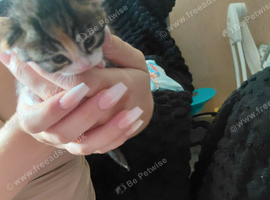 kittens