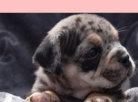Stunning Litter of Exotic English Bulldogs