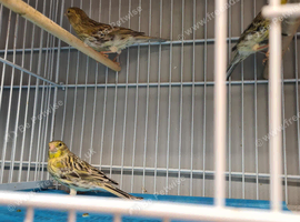 Canaries