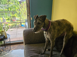 Deer hound crooss