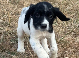 Healthy springer spaniel pups