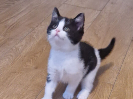 Kittens ready now 8 weeks old