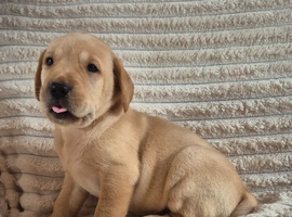 Labrador puppies