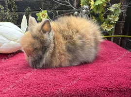 Lionhead Baby Bunnies
