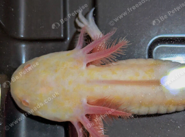 Hypo Axolotl babies