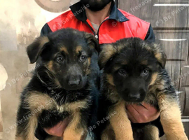German shepard puppies