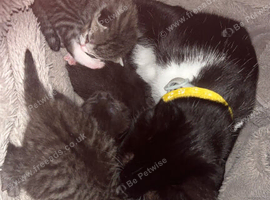 black kittens ready to leave on the 26th October