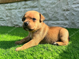 Red Staffordshire bull terrier puppies