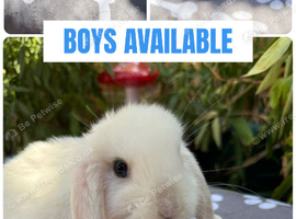 X3 baby mini lops available