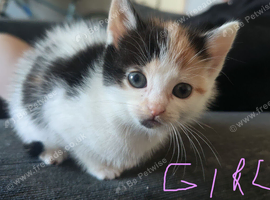5 little girls looking for loving homes