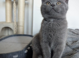 British shorthair kittens ready to leave