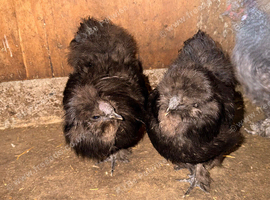 Black Silkie Pair