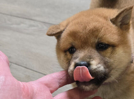 Stunning Shiba Inu puppies