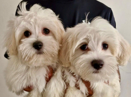GEORGEOUS MALTESE GIRLS READY TO LEAVE