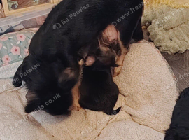 Chihuahua puppies
