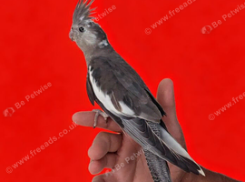 Super hand tamed baby cockatiel