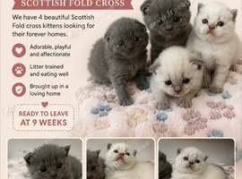 Scottish fold x British short hair
