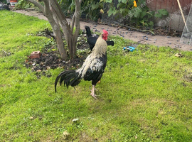 Aseel chicken