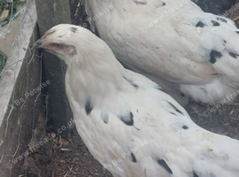 Pol Zombie hens