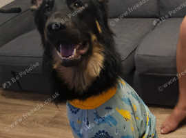 German shepherd for stud