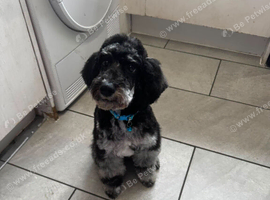 Blue merle cockapoo