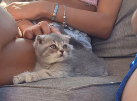 TICA Scottish Folds and Straights