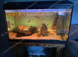 Full fish tank set up