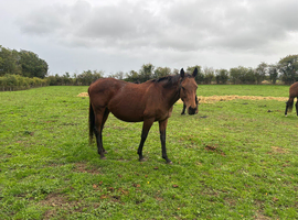 15.2/3 hh 13 yr old tb mare project